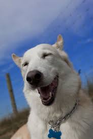 「犬笑顔」の画像検索結果