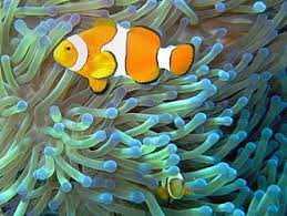 The species that gains the benefit is called the commensal. Symbiosis Wikipedia