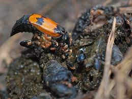 Thus, the type of symbiosis. A Symbiotic Relationship Carrion Beetles And Mites Bandelier National Monument U S National Park Service