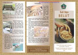 Cara ternak belut di rumah : Budidaya Belut
