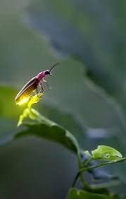 I Hope That One Day I Am Able To Catch Them And Show My Kids The Dancing Stars Insects Beautiful Bugs Animals Beautiful