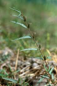 Image result for Corchorus schimperi