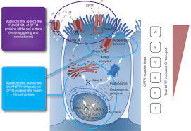 The cystic fibrosis transmembrane conductance regulator (cftr) and its stability. Targeting A Genetic Defect Cystic Fibrosis Transmembrane Conductance Regulator Modulators In Cystic Fibrosis European Respiratory Society