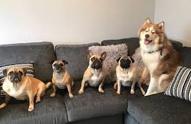 Maybe you would like to learn more about one of these? How Do I Get My Siberian Husky Puppy To Stop Biting Petskb