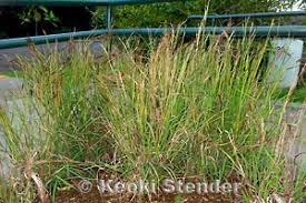 Image result for Heteropogon contortus