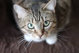 For long, humans have been closely associated with felines. Cat S Purr The Healing Power Nobody Knows About Petcarerx