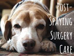 How To Care For Dogs After Spaying Surgery Pethelpful