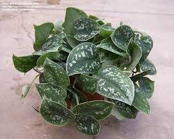One Of My Favorite House Plants Satin Pothos Silk Pothos Silver Philodendron Plants House Plants Silver Plant