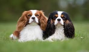 Best Dog Food For Cavaliers Top Choices For 2019