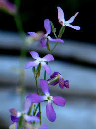 We did not find results for: This Is A Little Treasure No Garden Should Be With Out Only At Night When The Sun Goes Down These Little Flowers Open Scent Garden Stock Flower Little Flowers