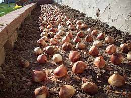 Mulchingcan make the soil much more comfortable to maintain for your tulips. How To Plant 300 Tulips In One Hour Life And Lawns Planting Tulips Lawn And Garden Garden Bulbs
