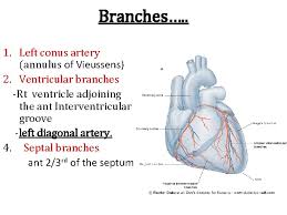 Coronary artery disease results in higher morbidity, mortality, and medical costs than any other illness in the developed world. Good Morning Blood Supply Of Heart Dr Qudsia