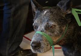 Shelter dogs are far less expensive than their breeder and pet store how do you help a dying dog? 5 Emergency Techniques That Can Save Your Dog S Life