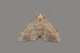 Image result for Operophtera fagata