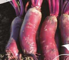 Independent Guide To Different Beetroot Varieties In The Uk