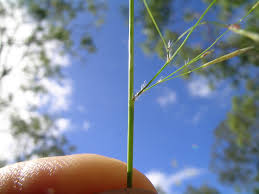 Image result for Eragrostis tenuifolia