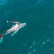 The commercial diver said he was collecting the clawed crustaceans at a depth of 45 feet when he was swallowed whole by a whale. Great White Shark Filmed Drowning Whale In First Known Attack Of Its Kind