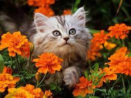 Cute Cat Among Orange Carnations Desktop Nexus Wallpapers Cats Cats And Kittens Pretty Cats