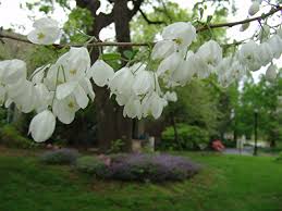 Image result for Halesia