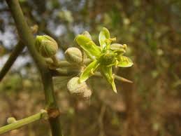 Image result for Balanites aegyptiaca