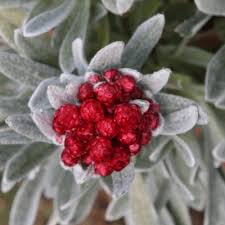 Image result for Helichrysum rhodellum