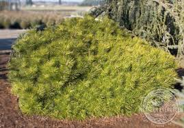 Image result for Hunteria densiflora