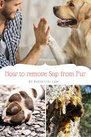 How To Get Sap Off A Dog Remove Sap From Fur Remove Sap Off Paws Dog Fur Dog Paw Pads Dachshund Puppy Training