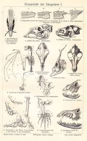 Pin By Julia Biegel On Animal Anatomy Animal Skeletons Human Anatomy Drawing Medical Drawings