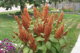 Image result for Amaranthus