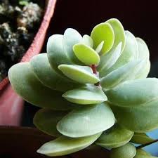 Image result for Kalanchoe rotundifolia