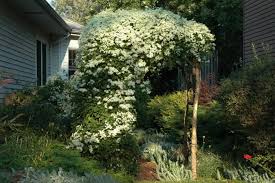 We did not find results for: Sweet Autumn Clematis The Morton Arboretum