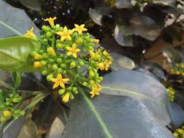 Image result for Psychotria capensis