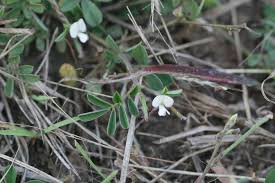 Image result for Tephrosia pumila