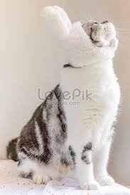 We did not find results for: Kucing Pendek Yang Cantik Memakai Topi Gambar Unduh Gratis Imej 501381258 Format Jpg My Lovepik Com