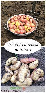 You can save the best potatoes as seeds for the next season. When To Harvest Potatoes In Garden Beds And Containers