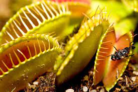 Check spelling or type a new query. Venus Flytrap Description Mechanism Adaptations Habitat Diet Facts Britannica