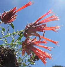 Image result for Marsdenia macrantha