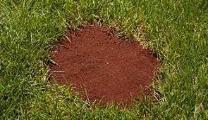 This includes the following lawn maintenance routines. How To Repair A Lawn Seed Bare Patches Scotts
