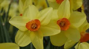 Vente en ligne de bulbes à fleurs rares chez alsagarden, jardinerie en ligne spécialisée dans la vente de plantes rares, originales et insolites. Jardin Comment Planter Les Bulbes A Floraison Printaniere