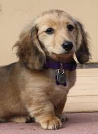 Realrapunzels _ a real long hair enthusiast (preview). Chloe Longhaired Shaded Cream Miniature Dachshund Dachshund Puppy Long Haired Dachshund Puppies For Sale Daschund Puppies
