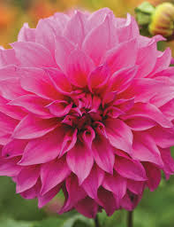 Welcome to the american dahlia society (ads) website. Dahlia Candy Tesselaar