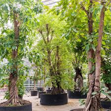 Image result for Ficus conraui