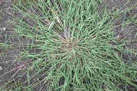 Image result for Echinochloa jubata