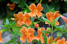 Image result for Mimulus