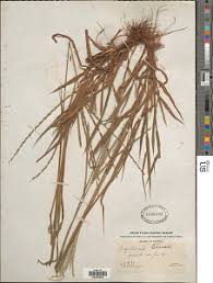 Image result for Digitaria ternata