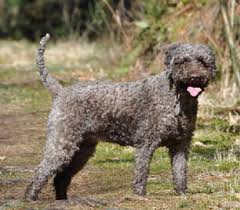 Ein schäferhund, wie sollte er anders heißen als rex. A Wurf Milka Und Quiz Lagotto Romagnolo Zuchter