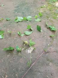 Image result for Ampelocissus multistriata