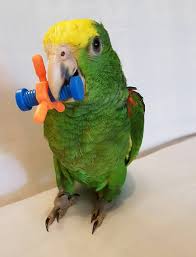 Bird And Pet Clinic Of Roseville Hours Double Yellow Headed Amazon Birds For Sale Pet Birds Pet Bird