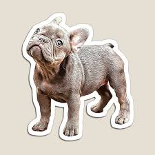 Maybe you would like to learn more about one of these? Blue French Bulldog Magnet By Rmcbuckeye Redbubble