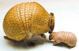 Spring Babies 2014 Baby Animals Armadillo Cute Baby Animals